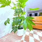 Daire Le Cosy Perpi 90m2 En Hyper Centre